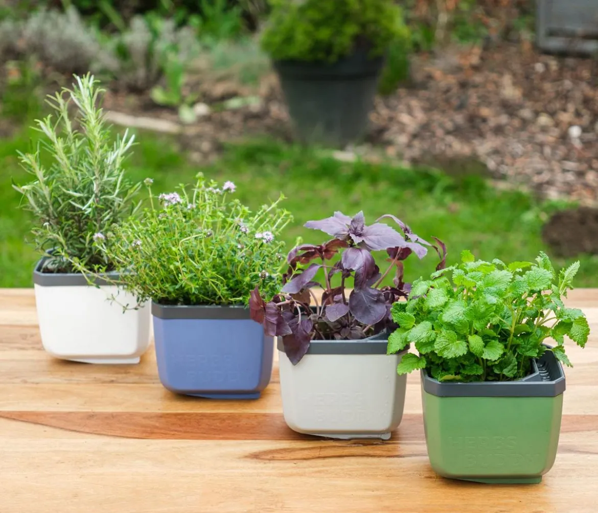 Gusta Garden Kräutertopf Herbs Buddy, ca. B16/H14/T14 cm