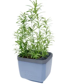 Gusta Garden Kräutertopf Herbs Buddy, ca. B16/H14/T14 cm