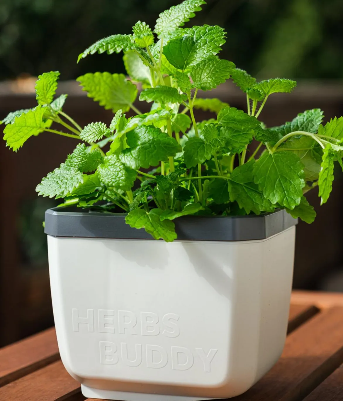 Gusta Garden Kräutertopf Herbs Buddy, ca. B16/H14/T14 cm