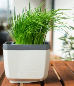 Gusta Garden Kräutertopf Herbs Buddy, ca. B16/H14/T14 cm, 3er-Set
