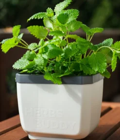 Gusta Garden Kräutertopf Herbs Buddy, ca. B16/H14/T14 cm, 3er-Set
