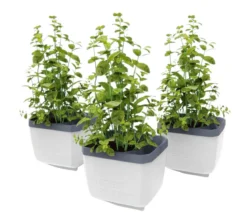 Gusta Garden Kräutertopf Herbs Buddy, ca. B16/H14/T14 cm, 3er-Set