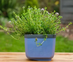 Gusta Garden Kräutertopf Herbs Buddy, ca. B16/H14/T14 cm, 3er-Set