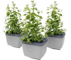 Gusta Garden Kräutertopf Herbs Buddy, ca. B16/H14/T14 cm, 3er-Set