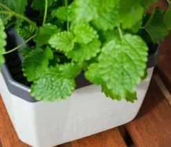 Gusta Garden Kräutertopf Herbs Buddy, ca. B16/H14/T14 cm, 3er-Set