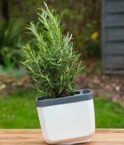 Gusta Garden Kräutertopf Herbs Buddy, ca. B16/H14/T14 cm, 3er-Set