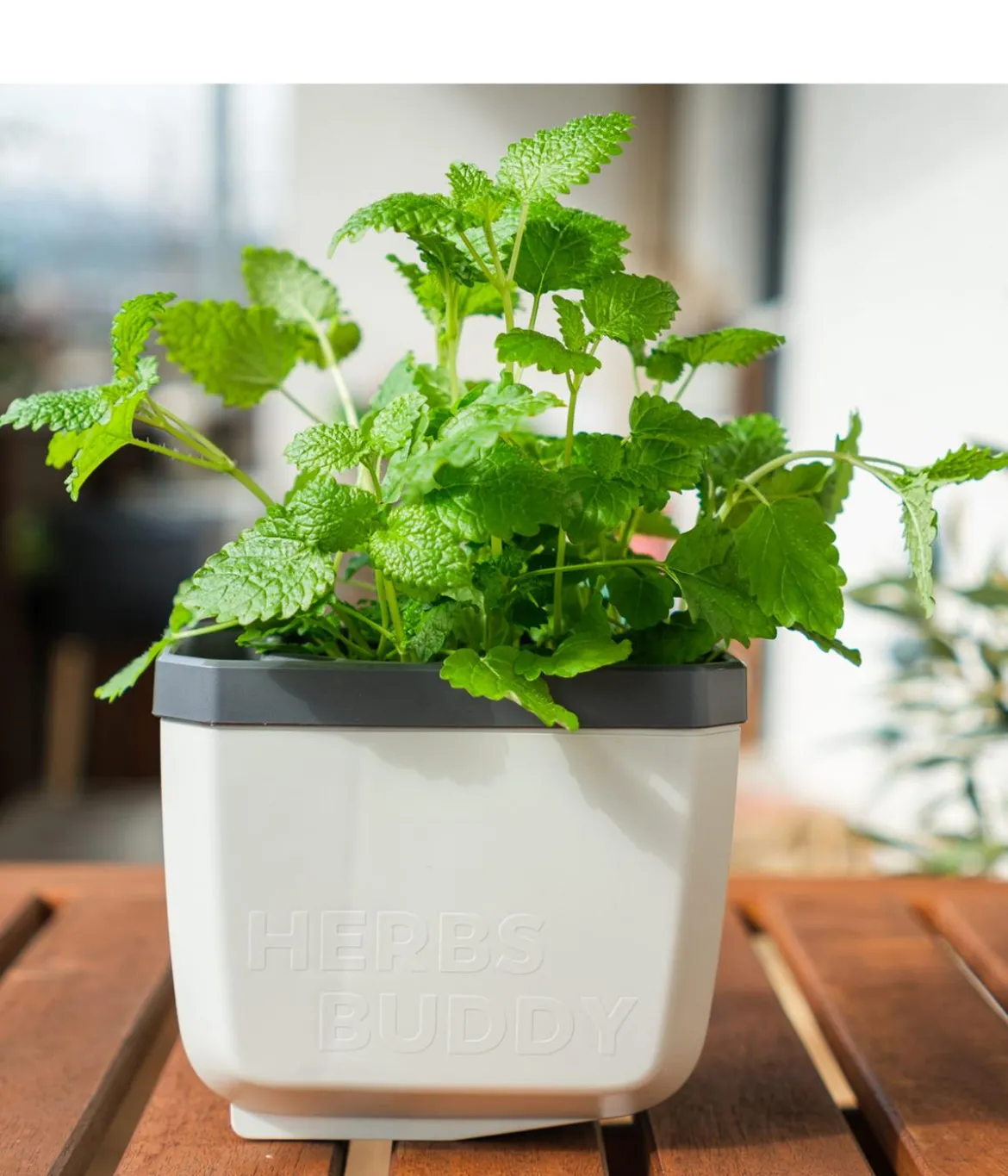 Gusta Garden Kräutertöpfe Herbs Buddy, ca. B19/H14,3/T13,6 cm, 3er-Set
