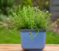 Gusta Garden Kräutertöpfe Herbs Buddy, ca. B19/H14,3/T13,6 cm, 3er-Set