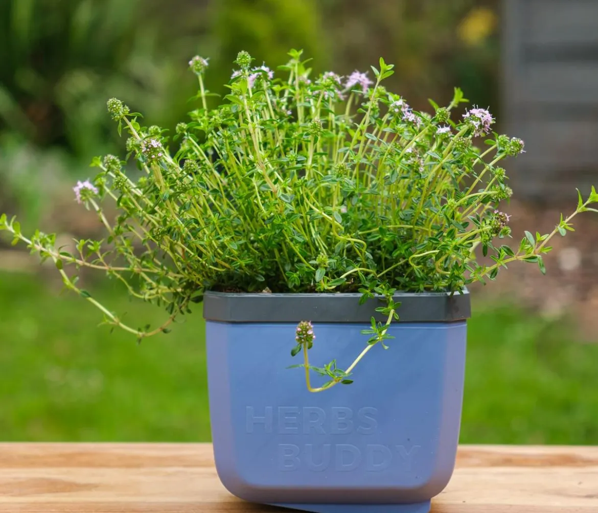 Gusta Garden Kräutertöpfe Herbs Buddy, ca. B19/H14,3/T13,6 cm, 3er-Set