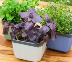 Gusta Garden Kräutertöpfe Herbs Buddy, ca. B19/H14,3/T13,6 cm, 3er-Set