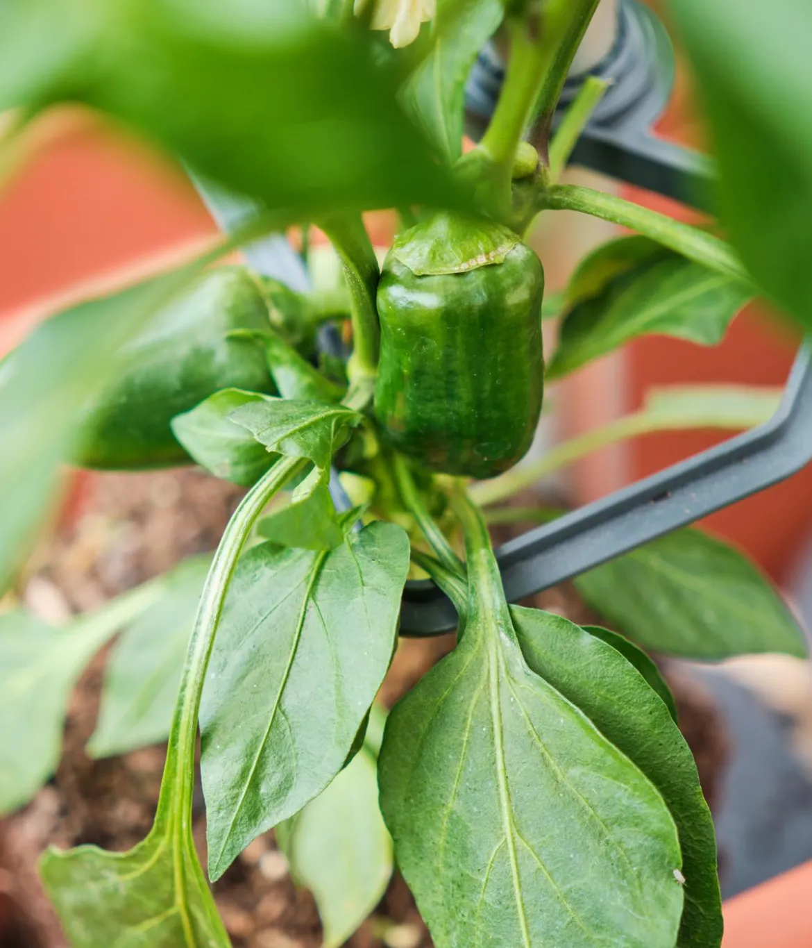 Gusta Garden Rankhilfe Chili Buddy, ca. B34/H64/T19 cm, 3er-Set