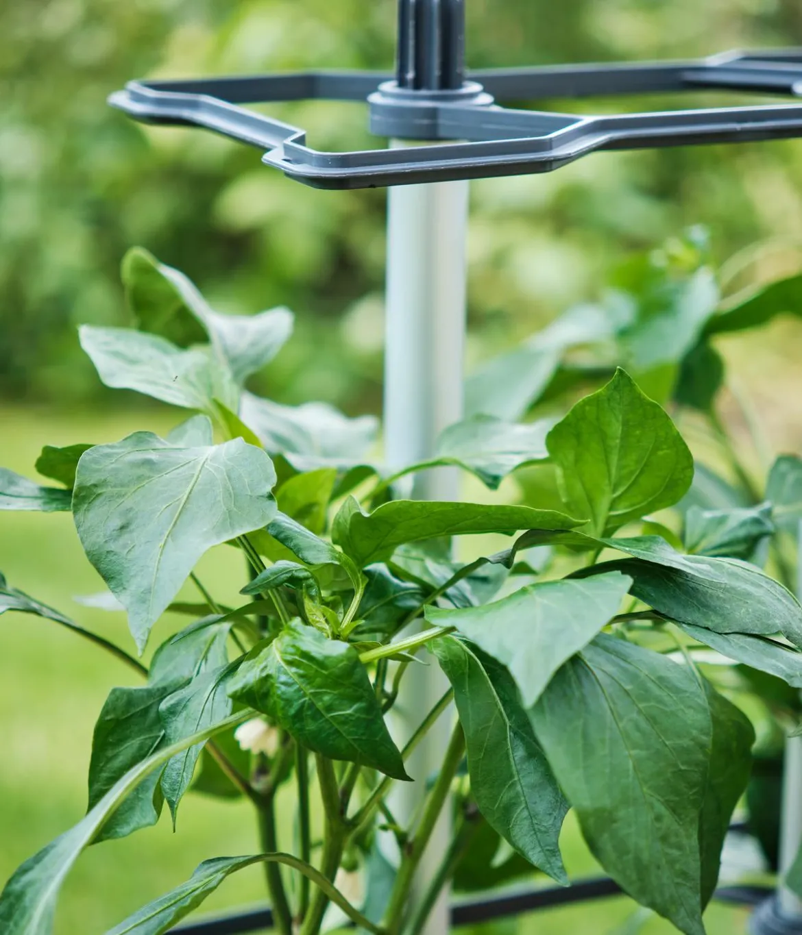 Gusta Garden Rankhilfe Chili Buddy, ca. B34/H64/T19 cm, 3er-Set
