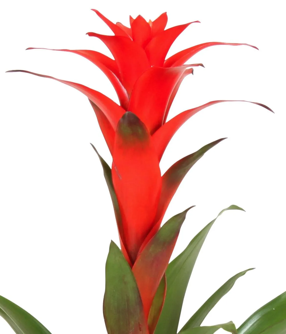 Guzmanie - Guzmania calypso, in Keramik