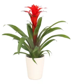 Guzmanie - Guzmania calypso, in Keramik