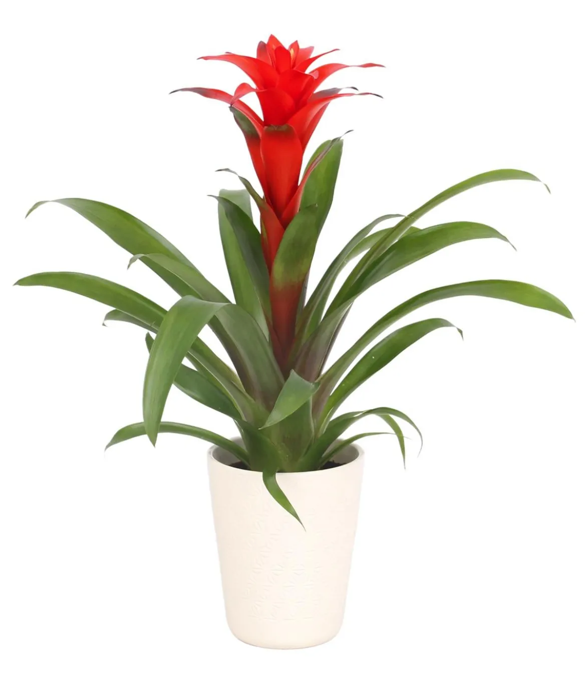 Guzmanie - Guzmania calypso, in Keramik