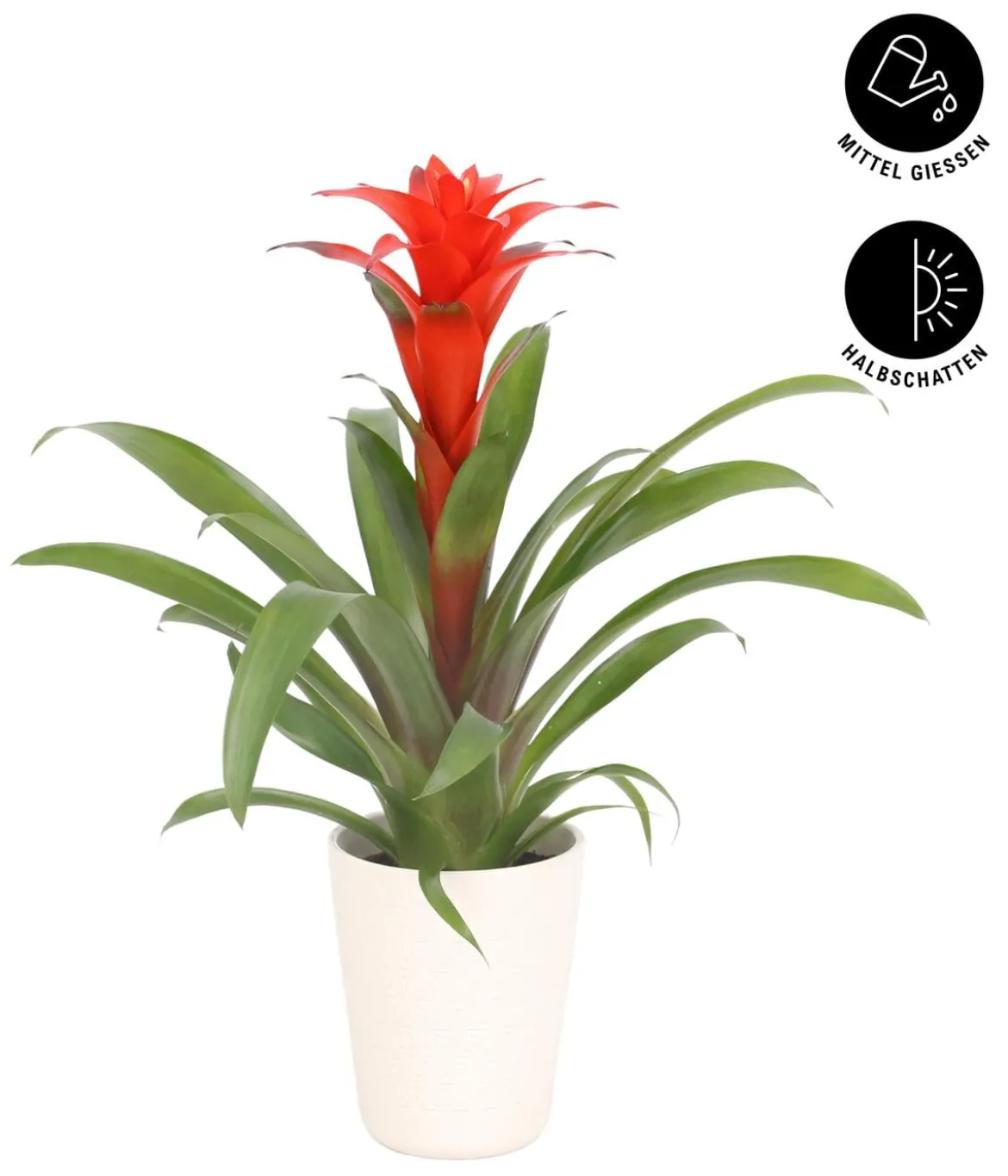 Guzmanie - Guzmania calypso, in Keramik
