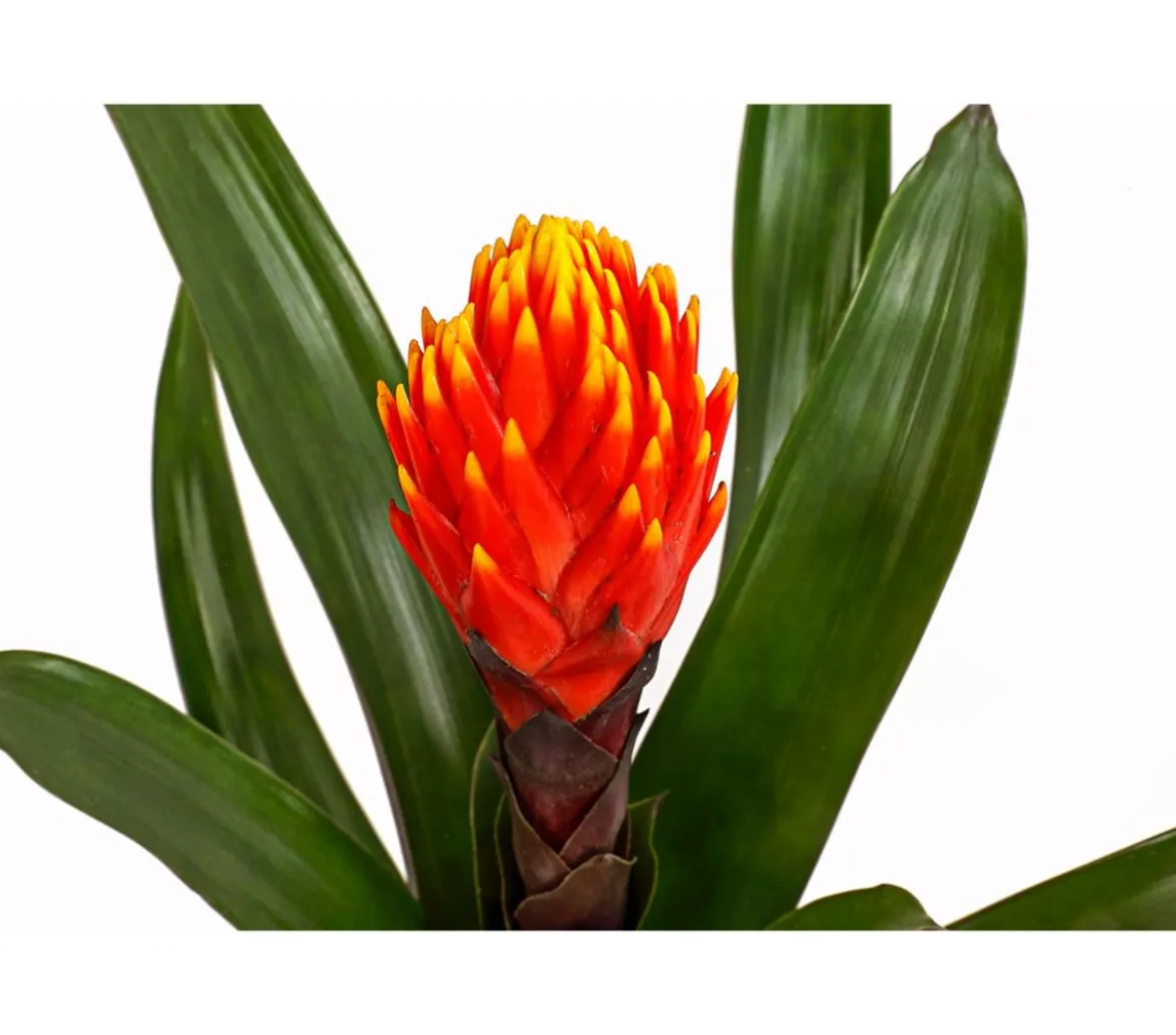 Guzmanie - Guzmania cultivars 'Deseo'