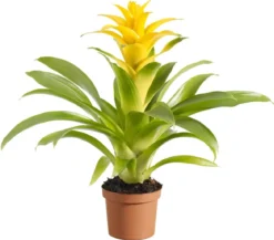 Guzmanie - Guzmania cultivars 'Deseo'