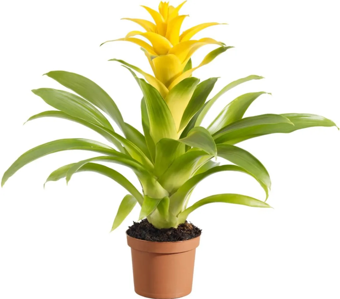 Guzmanie - Guzmania cultivars 'Deseo'