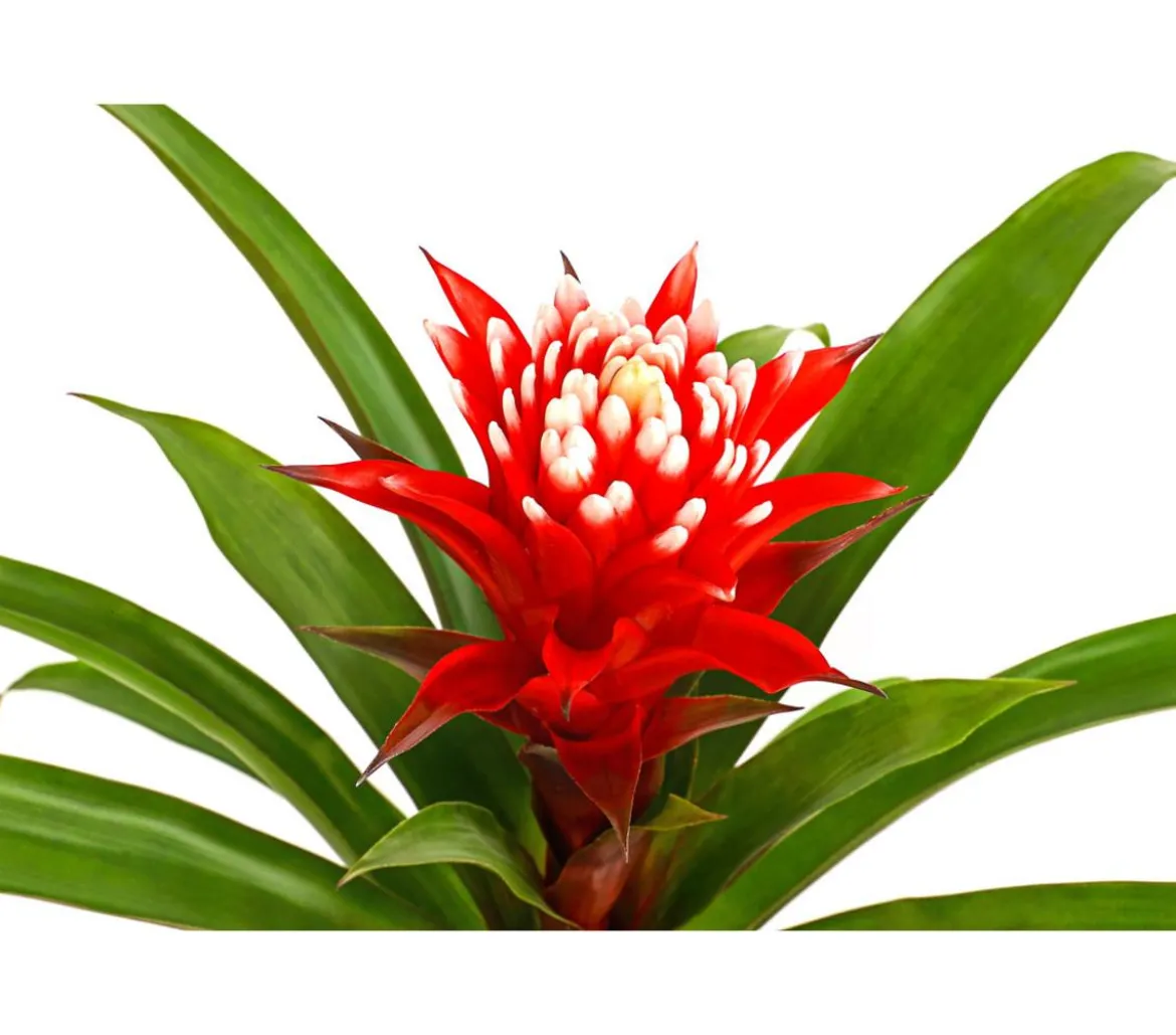 Guzmanie - Guzmania cultivars 'Deseo'