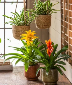 Guzmanie - Guzmania cultivars 'Deseo'