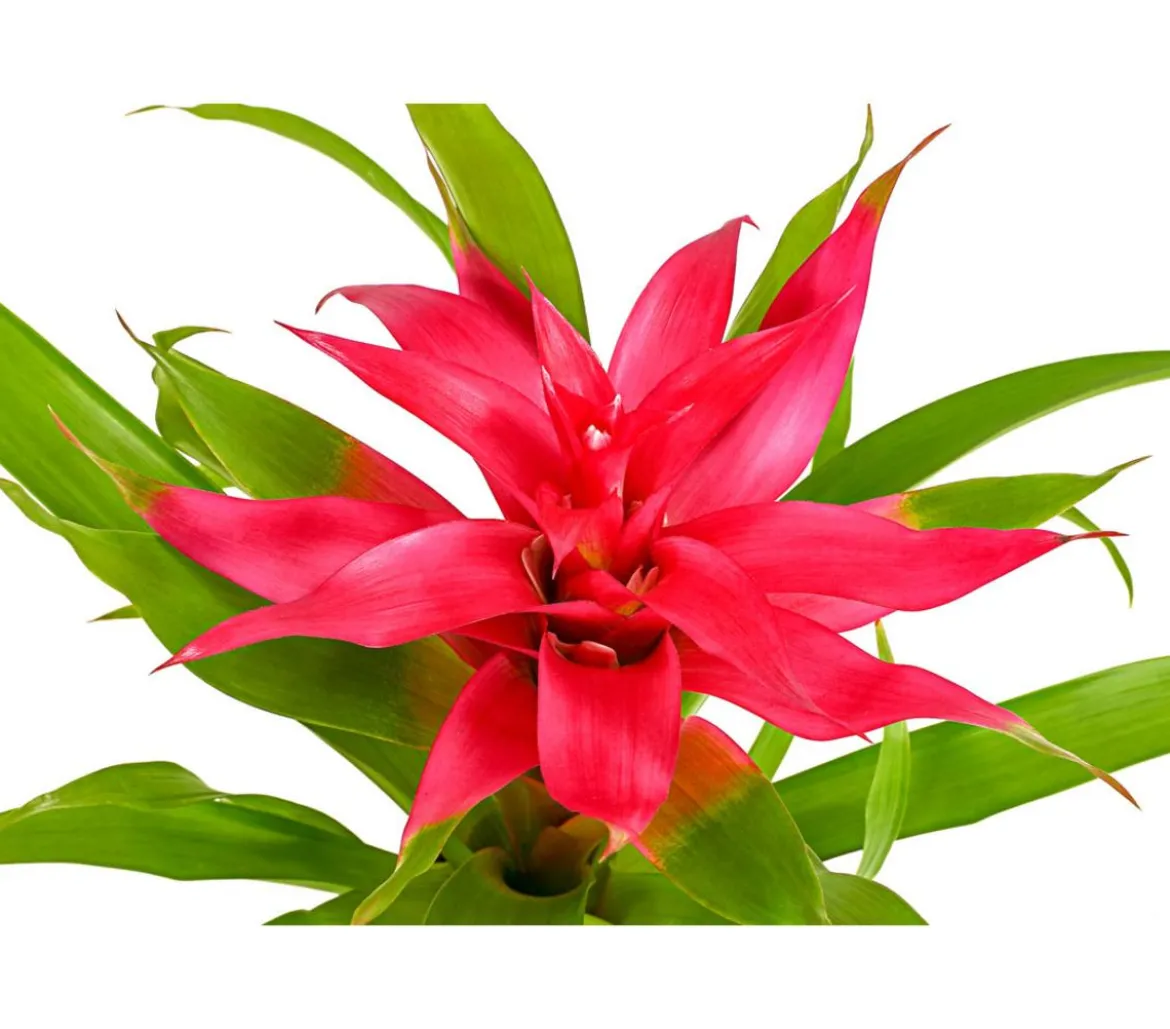 Guzmanie - Guzmania cultivars 'Deseo'