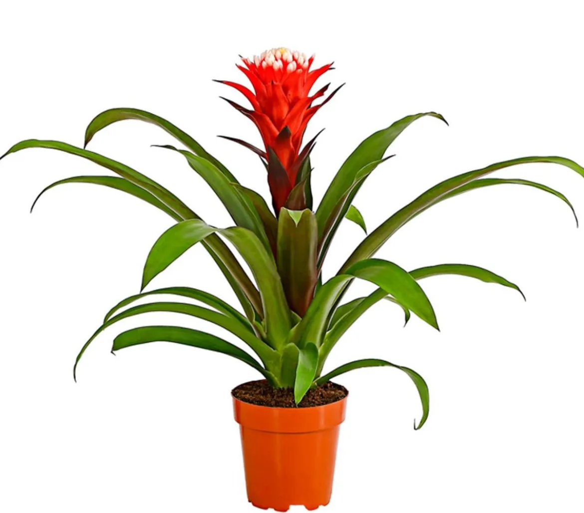 Guzmanie - Guzmania cultivars 'Deseo'