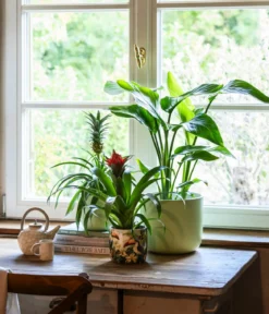Guzmanie - Guzmania cultivars 'Deseo'