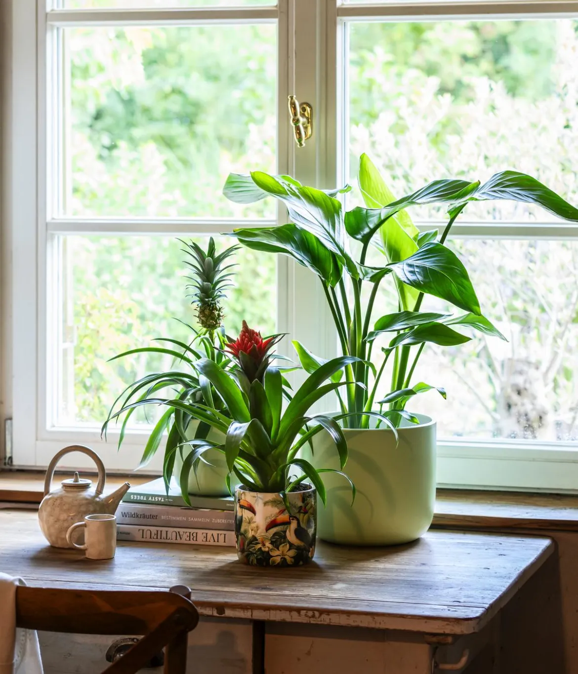 Guzmanie - Guzmania cultivars 'Deseo'