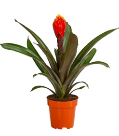Guzmanie - Guzmania cultivars 'Deseo'