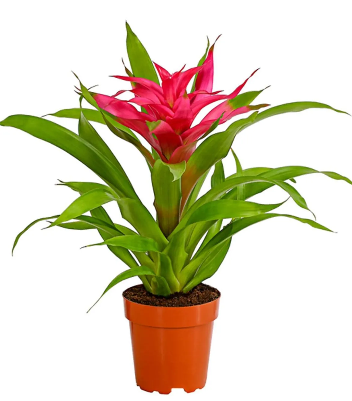 Guzmanie - Guzmania cultivars 'Deseo'