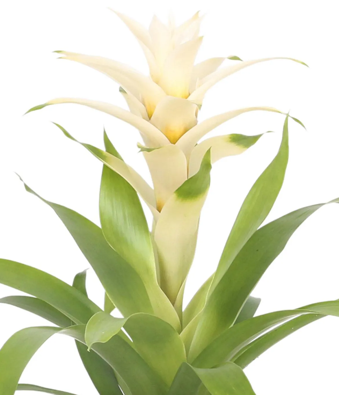 Guzmanie - Guzmania 'Deseo White', in Keramik