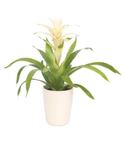 Guzmanie - Guzmania 'Deseo White', in Keramik