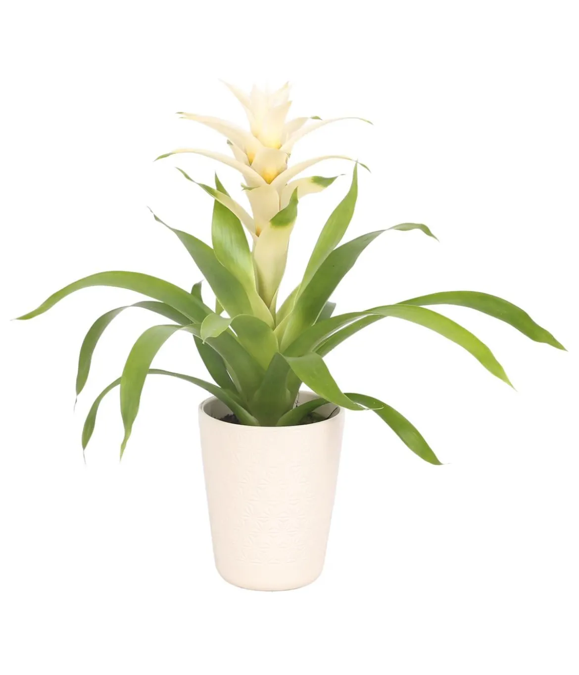 Guzmanie - Guzmania 'Deseo White', in Keramik