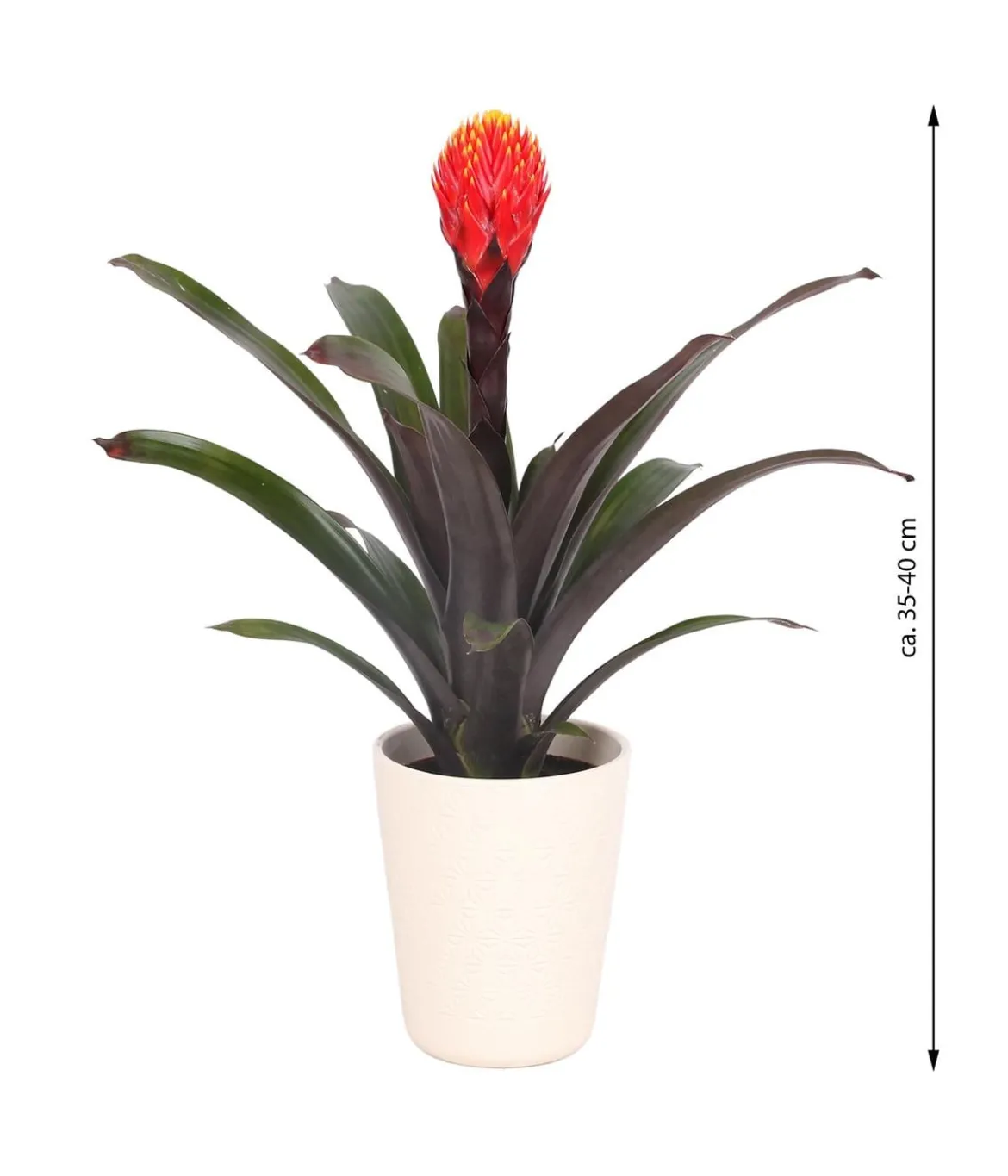 Guzmanie - Guzmania 'Tala', in Keramik