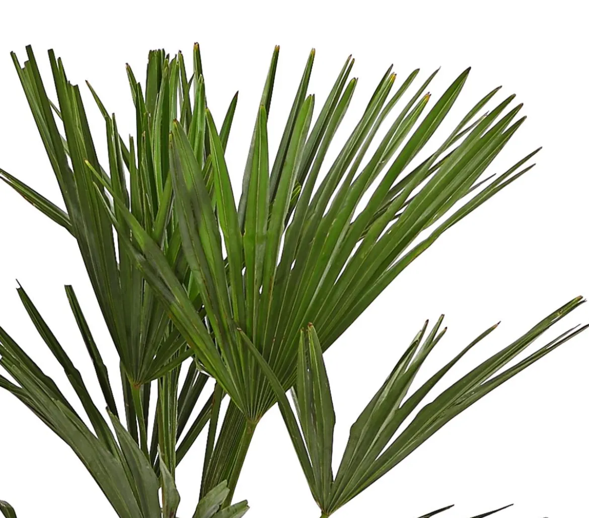 Hanfpalme
