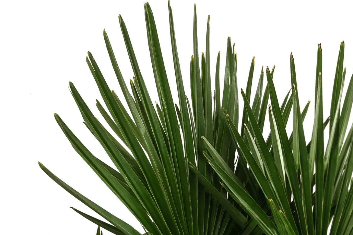 Hanfpalme, Multistamm