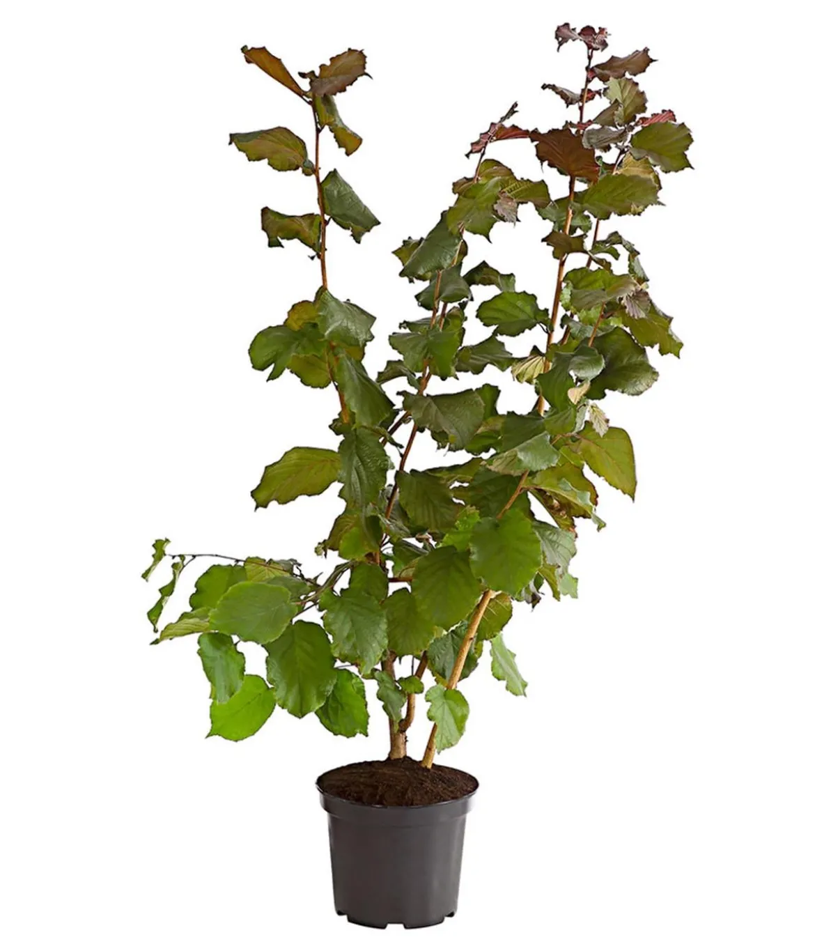 Haselnuss 'Rote Zellernuss'