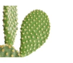 Hasenohr-Kaktus - Opuntia microdasys, verschiedene Sorten