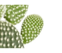 Hasenohr-Kaktus - Opuntia microdasys, verschiedene Sorten