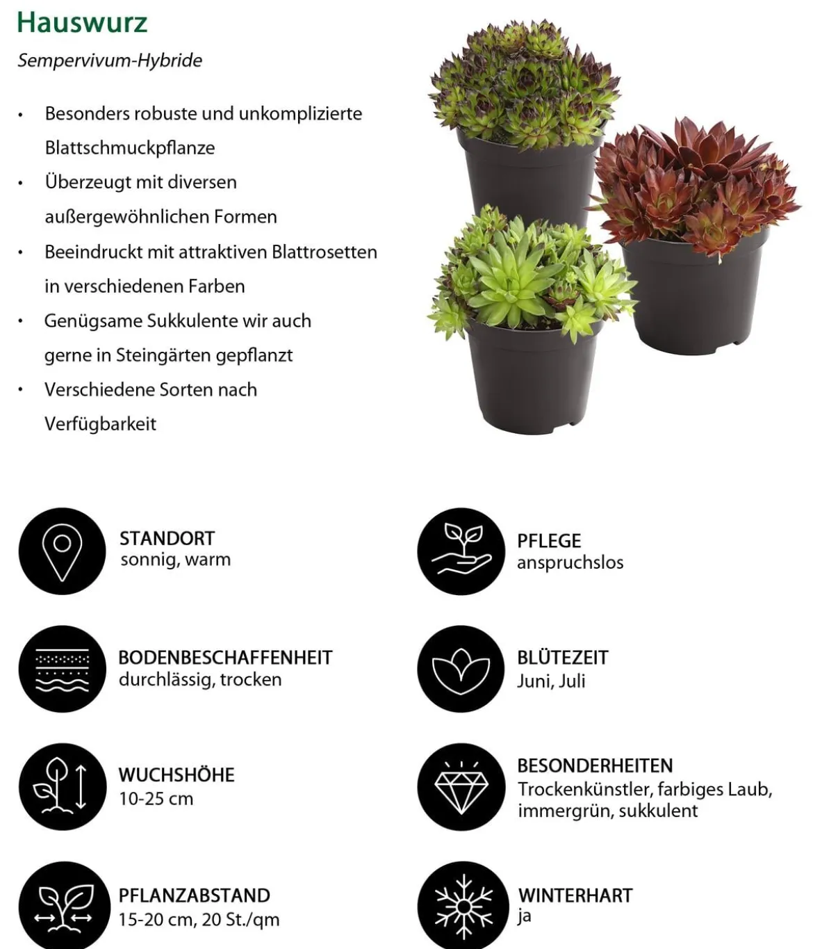 Hauswurz, verschiedene Sorten