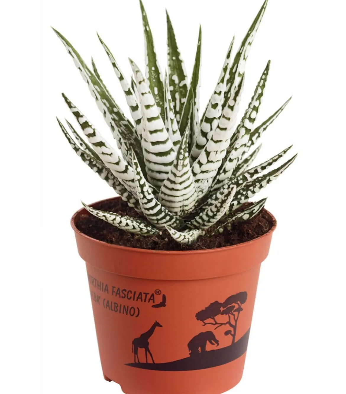 Haworthie - Haworthia fasciata 'Alba'