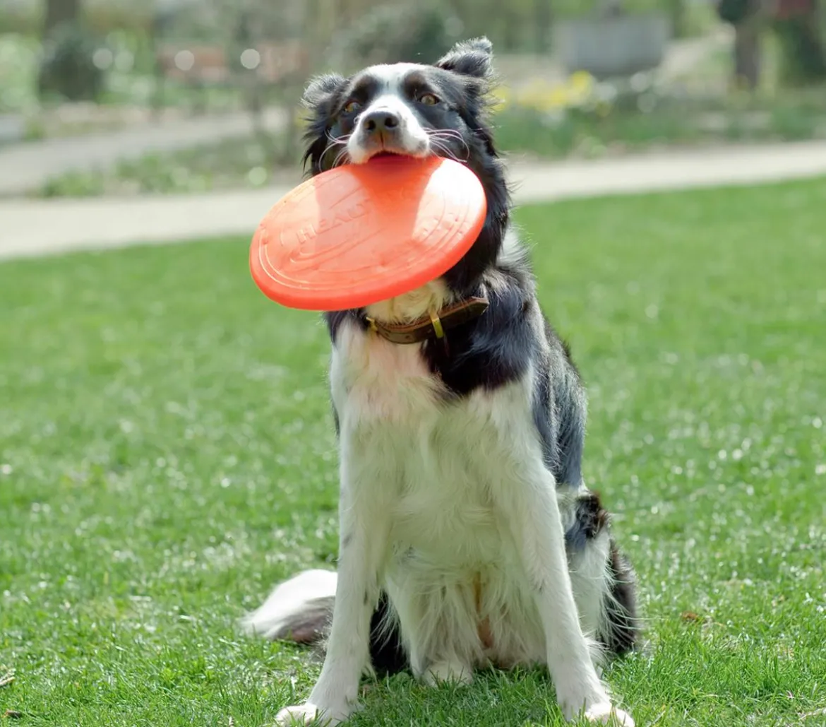 Healthy Hundespielzeug Fly, ca. Ø22 cm