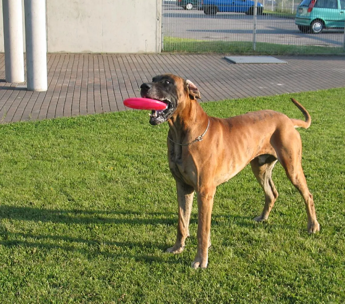 Healthy Hundespielzeug Fly, ca. Ø22 cm