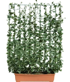 Hecke am laufenden Meter® Balkonhecke - Efeu, ca. 130 cm