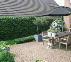 Hecke am laufenden Meter® Balkonhecke - Efeu, ca. 130 cm