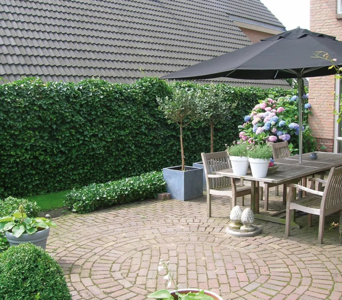 Hecke am laufenden Meter® Balkonhecke - Efeu, ca. 130 cm