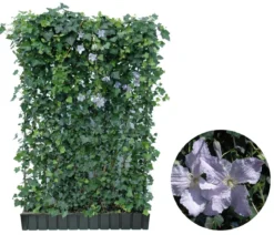 Hecke am laufenden Meter® Color - Efeu mit Clematis, ca. 180 cm