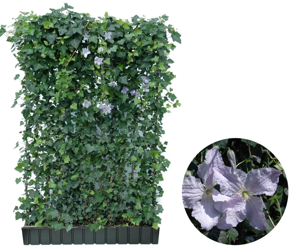 Hecke am laufenden Meter® Color - Efeu mit Clematis, ca. 180 cm