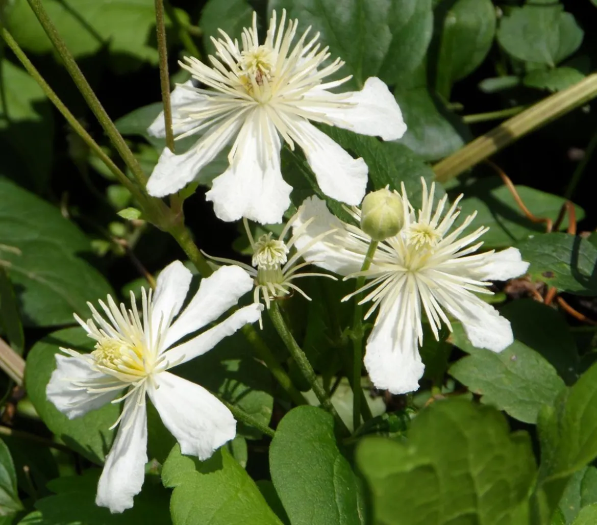 Hecke am laufenden Meter® Color - Efeu mit Clematis, ca. 180 cm
